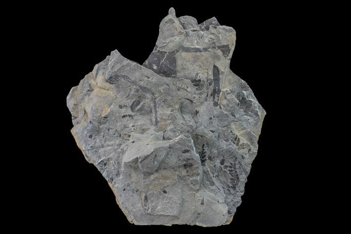 Fossil Flora (Neuropteris & Lepidodendron) Plate - Kentucky #154741